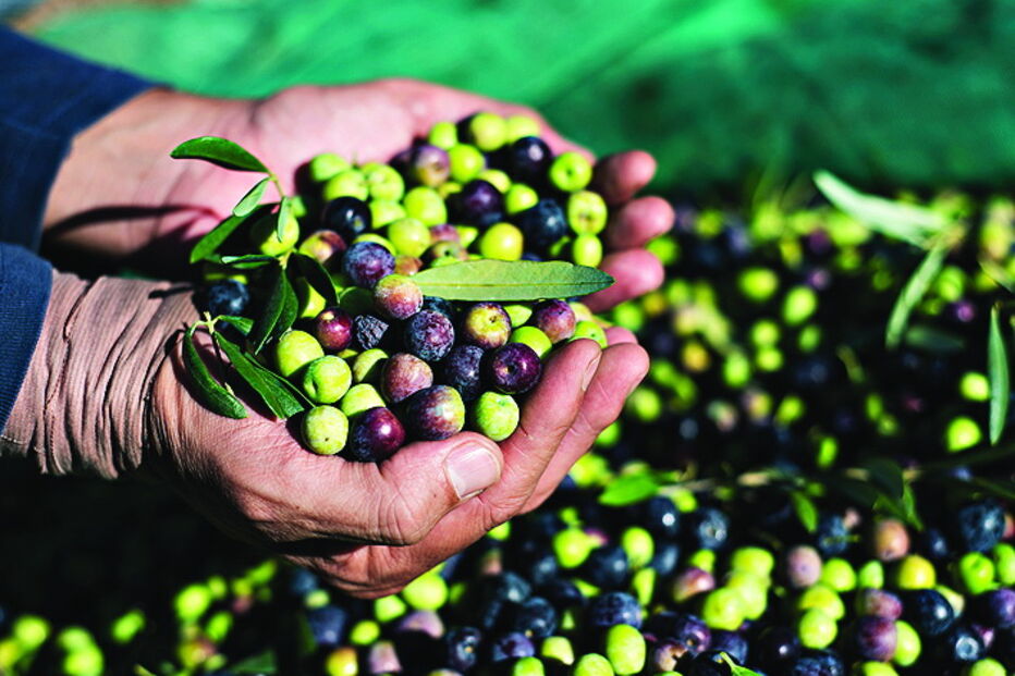 Azeitona deve subir 20 por cento