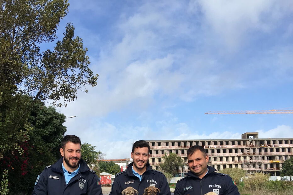 PSP resgata seis cães bebés abandonados numa vala em Carcavelos