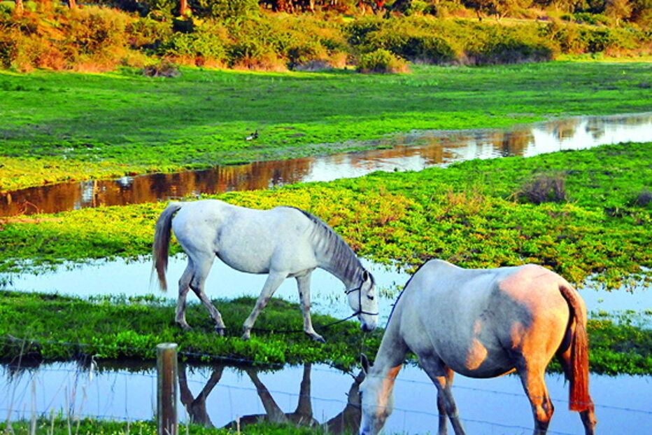 Cavalos nos campos da lezíria ribatejana