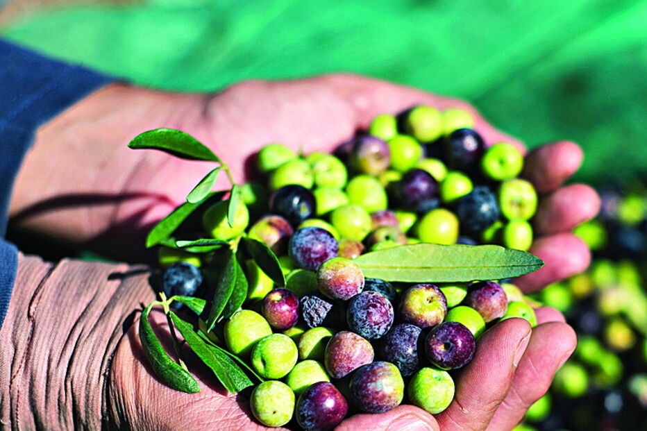 Azeitona é no Baixo Alentejo um forte atrativo económico