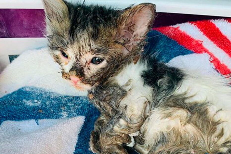 Gato bebé coberto de cola é resgatado da rua