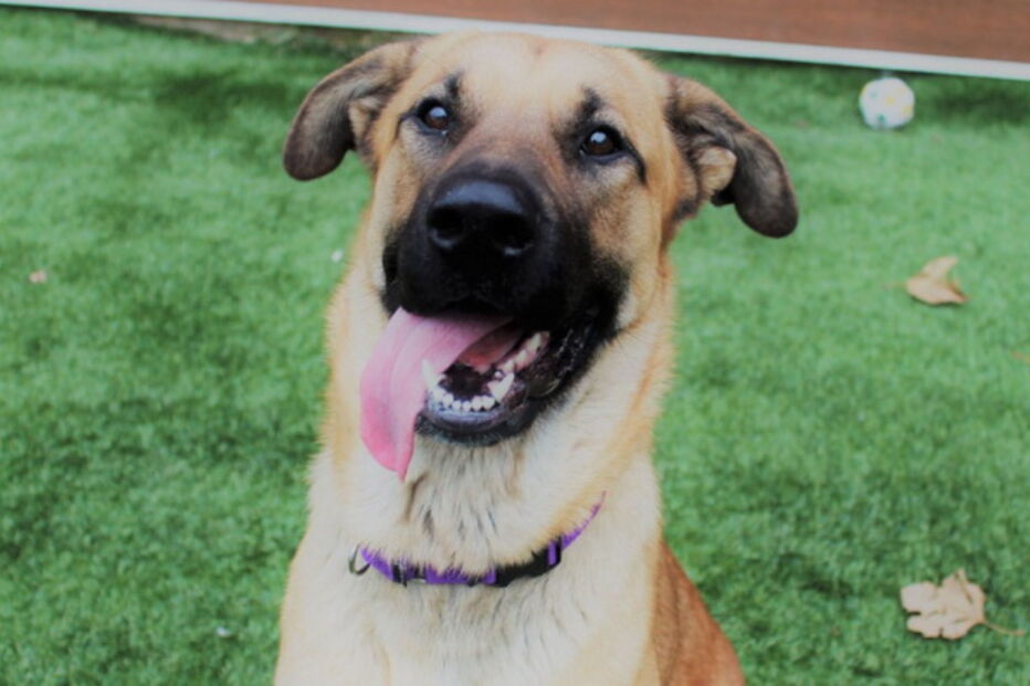 Serenity e os gatinhos