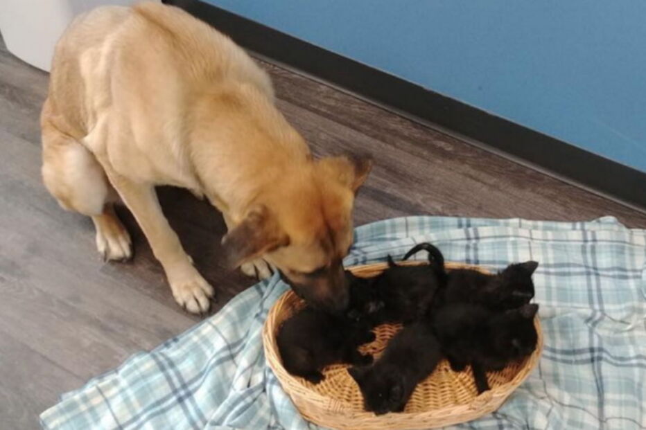 Serenity e os gatinhos