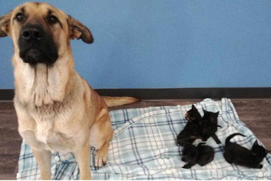 Serenity e os gatinhos