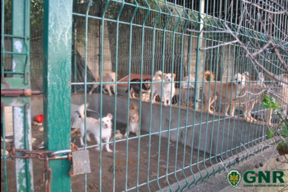 2019-11-28_13_59_14 caesgnr.PNG