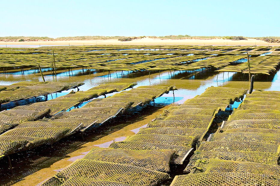 Explorações de aquacultura vão produzir ostra portuguesa e japonesa   