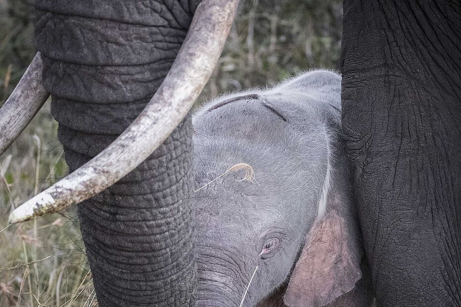Nasceu um elefante cor de rosa no Quénia