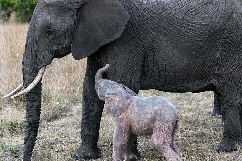 Nasceu um elefante cor de rosa no Quénia