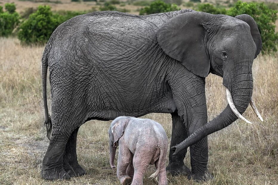 Nasceu um elefante cor de rosa no Quénia