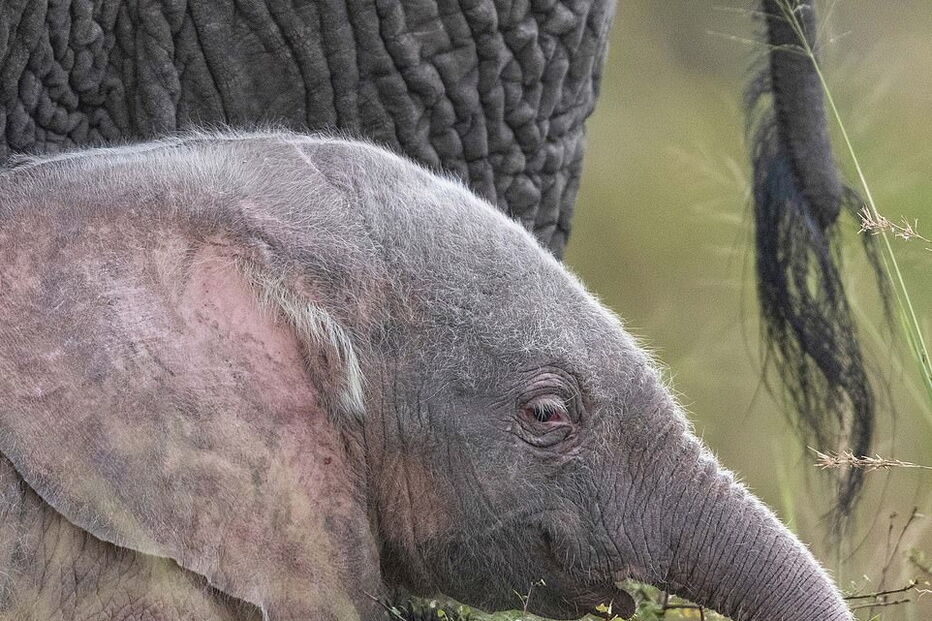 Nasceu um elefante cor de rosa no Quénia