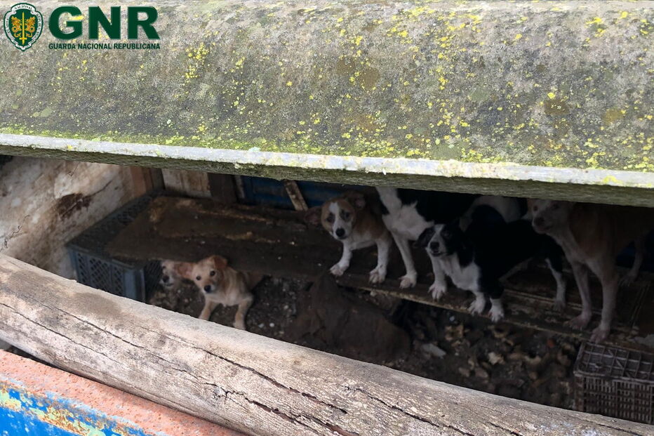 GNR resgata 43 cães vítimas de maus tratos no Bombarral