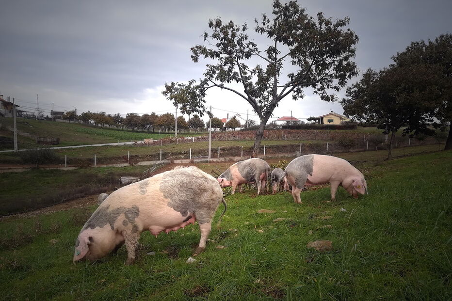 2019-11-29_13_01_23 P10_Bísaros1.jpg