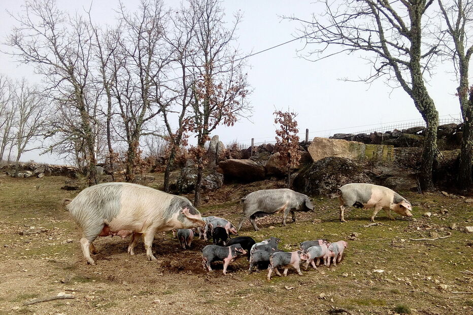 2019-11-29_13_04_12 P10_Bísaros2.jpg