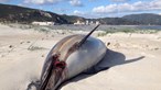 Dois golfinhos encontrados mortos em praia de Tróia