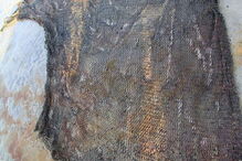 Cachalote encontrado morto com 100 Kg de lixo no estômago