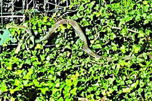 Animal alimenta-se de ratos e não é um risco para a população 