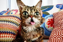 Morreu Lil Bub, a gata que sofria de nanismo e que se tornou um fenómeno da Internet