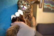Morreu Lil Bub, a gata que sofria de nanismo e que se tornou um fenómeno da Internet