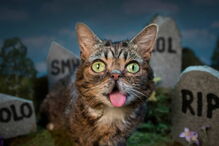 Morreu Lil Bub, a gata que sofria de nanismo e que se tornou um fenómeno da Internet