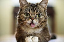 Morreu Lil Bub, a gata que sofria de nanismo e que se tornou um fenómeno da Internet