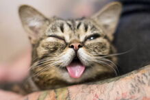 Morreu Lil Bub, a gata que sofria de nanismo e que se tornou um fenómeno da Internet