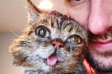 Morreu Lil Bub, a gata que sofria de nanismo e que se tornou um fenómeno da Internet