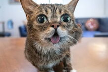 Morreu Lil Bub, a gata que sofria de nanismo e que se tornou um fenómeno da Internet