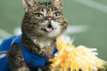 Morreu Lil Bub, a gata que sofria de nanismo e que se tornou um fenómeno da Internet