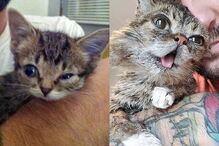 Morreu Lil Bub, a gata que sofria de nanismo e que se tornou um fenómeno da Internet
