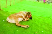 Exibição  de renas motivou protestos de visitantes da Capital do Natal