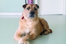 Sirene tinha cinco anos e era a alegria do quartel 