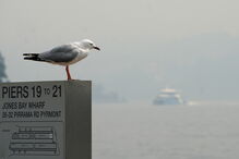 Incêndios no leste da Austrália deixam Sydney coberta por nuvem de fumo