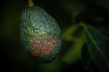 Microclima e aumento da procura fazem produção de abacate disparar no Algarve