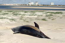Dois golfinhos encontrados mortos em praia de Tróia