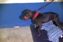 Cães colocados em arenas e entregues à morte em cenário de horror