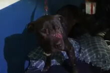 Cães colocados em arenas e entregues à morte em cenário de horror