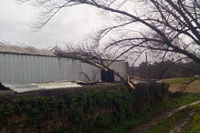 'Elsa' causa avultados prejuízos em vacarias de Vila do Conde. Veja as imagens