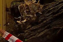 Árvore cai sobre habitação em Lisboa	