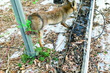 Animal estava preso numa vedação 