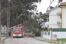 Queda de árvore danifica casa no Montijo