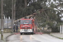 Queda de árvore danifica casa no Montijo
