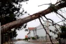 Árvore cai em cima de casa no Montijo