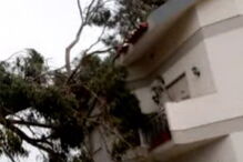 Árvore cai em cima de casa no Montijo