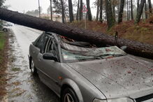 Árvore cai em cima de carro em Viseu