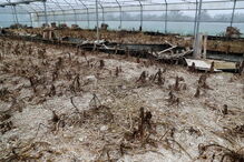 Explorações de caracóis destruídas pelos javalis no Rabaçal, arredores de Penela, 13 de dezembro de 2019.