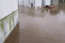 Mau tempo obriga a retirar 100 animais do canil de Coimbra. 60 foram acolhidos por famílias