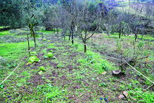 Javalis arrasam culturas na região Centro do País 