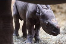 Bebé rinoceronte negro é o milagre de Natal no Potter Park Zoo