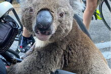 Coala cheio de sede parou ciclista para beber água da garrafa 