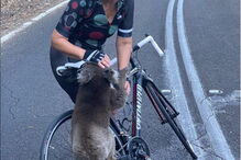 Coala cheio de sede parou ciclista para beber água da garrafa 